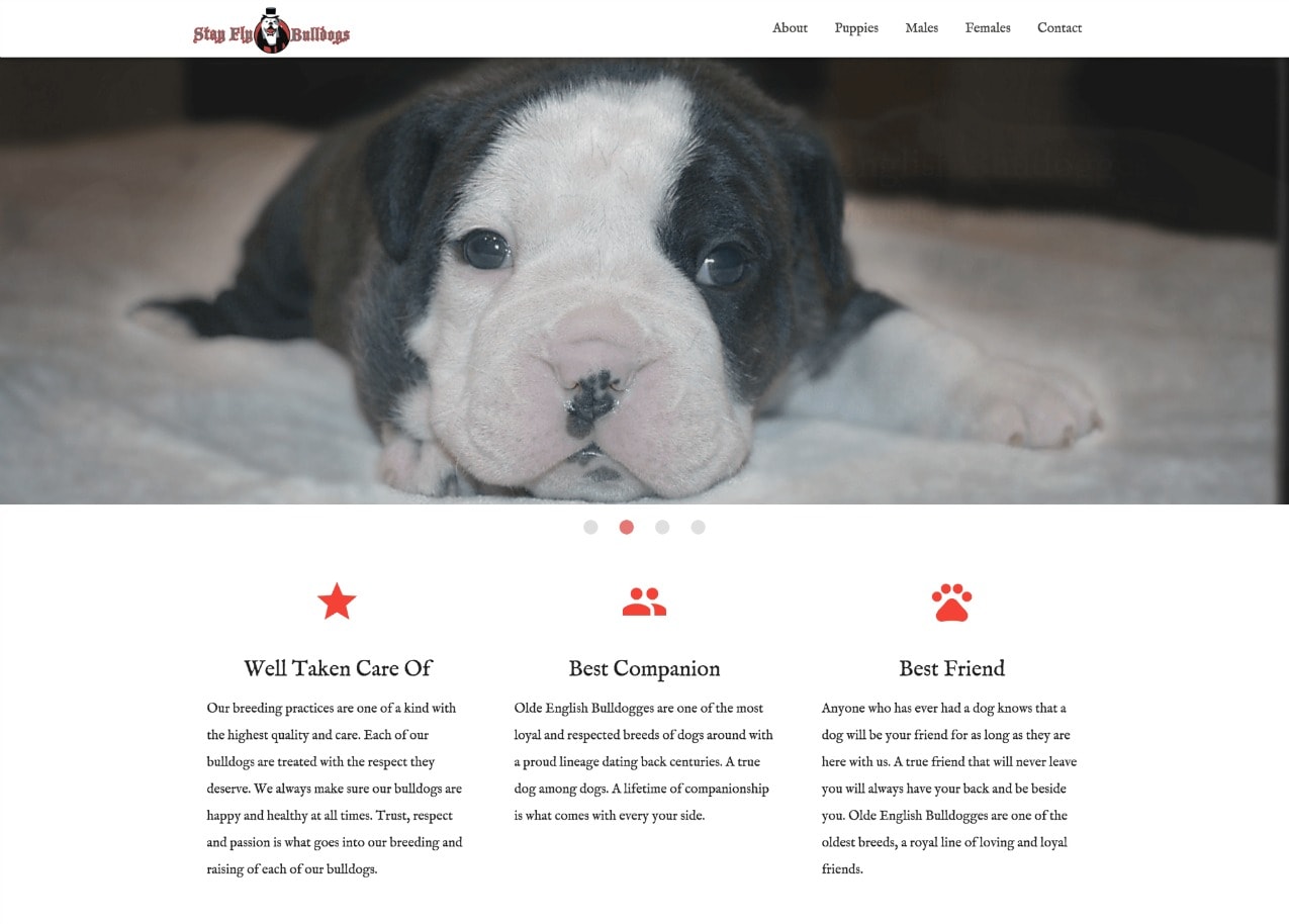 Web Design and Development for StayFlyBulldogs Client